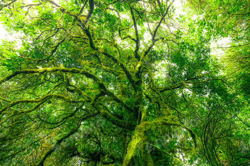 Preview: Looking up view of tree trunk to green leaves of tree in forest with sun light. Fresh environment