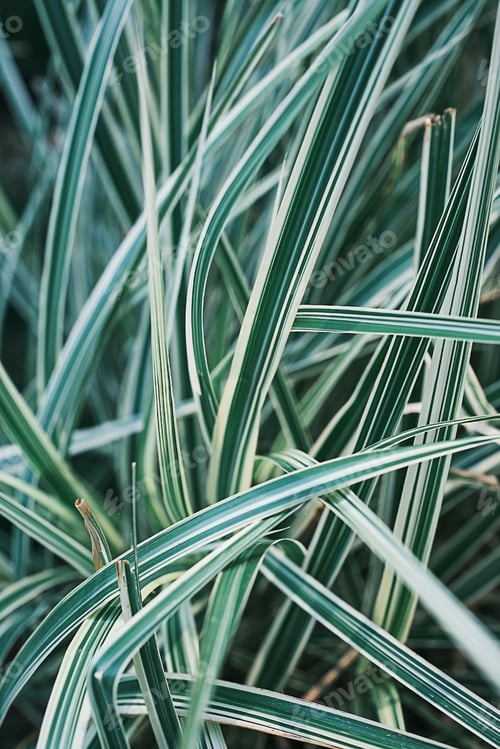 Preview: Vertical frame, Blurred natural background.