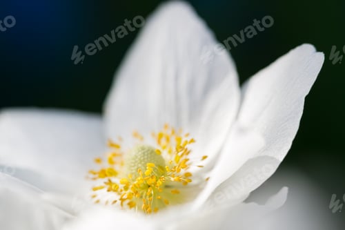 Preview: Spring Flower. Soft macro image.