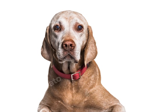 Preview: close-up on a Old Vizsla dog, isolated on white