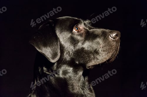 Preview: dog portrait on black background. Beautiful black labrador with a tie
