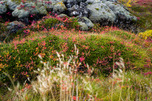 Preview: Colorful moss next to the rocks in Iceland
