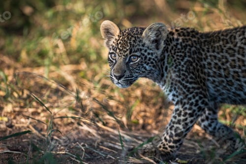 Preview: A leopard cub, Panthera pardus, walking and looking out of frame