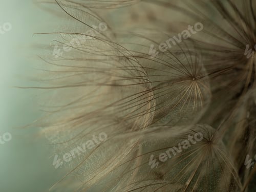 Preview: Abstract dandelion flower background, extreme closeup. Big dandelion on natural background. Art phot