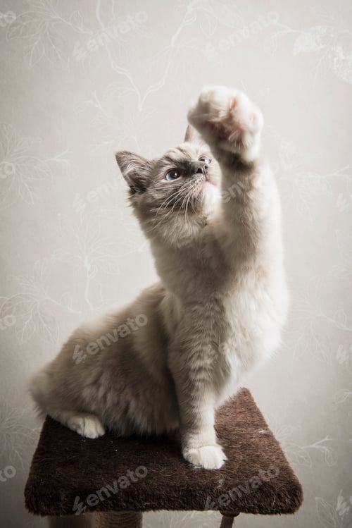 Preview: Ragdoll cat sitting on scratching post, front leg outstretched