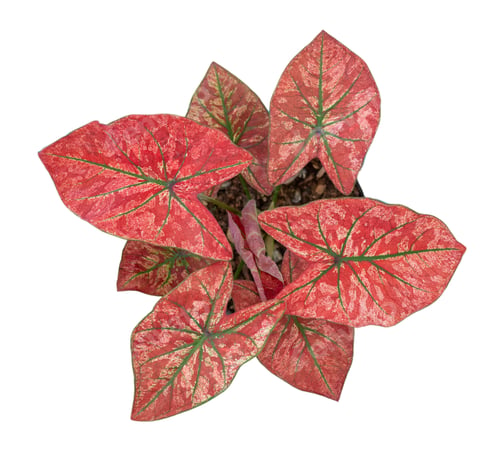 Preview: caladium on white background isolate with clipping path. Queen of the leaves plants. Colorful of bo