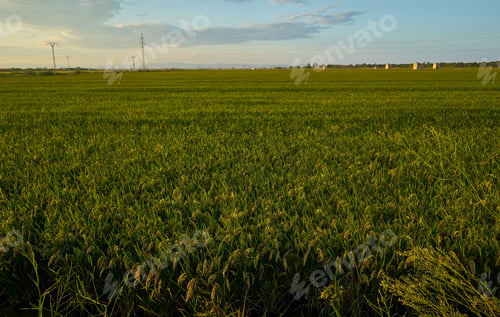 Preview: A large green rice field with green rice plants in rows in Valencia sunset.