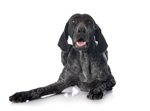 Preview: German Shorthaired Pointer