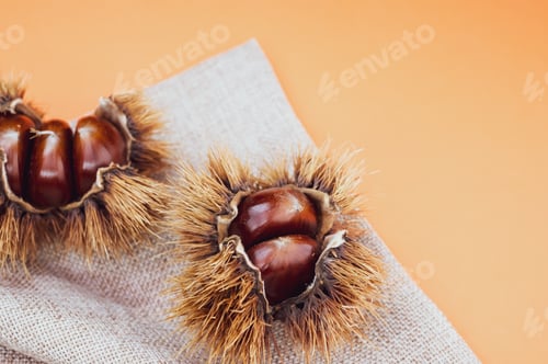 Preview: Closeup shot of sweet chestnuts in a shell on orange background