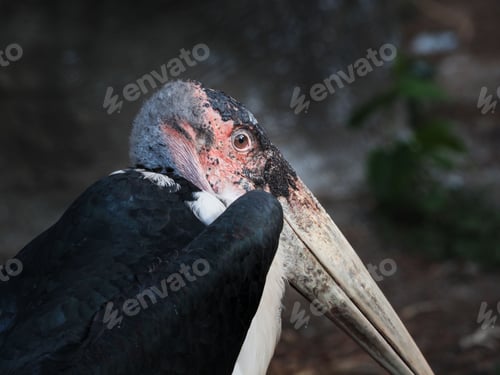 Preview: Closeup shot of a marabou stork, Leptoptilos crumenifer.