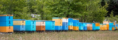 Preview: Bee hive in forest nature. Yellow and blue color wooden beehive in a row, beekeeping, forest honey