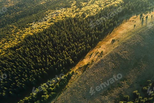 Preview: Aerial view of dark mixed pine and lush forest with green and yellow trees canopies