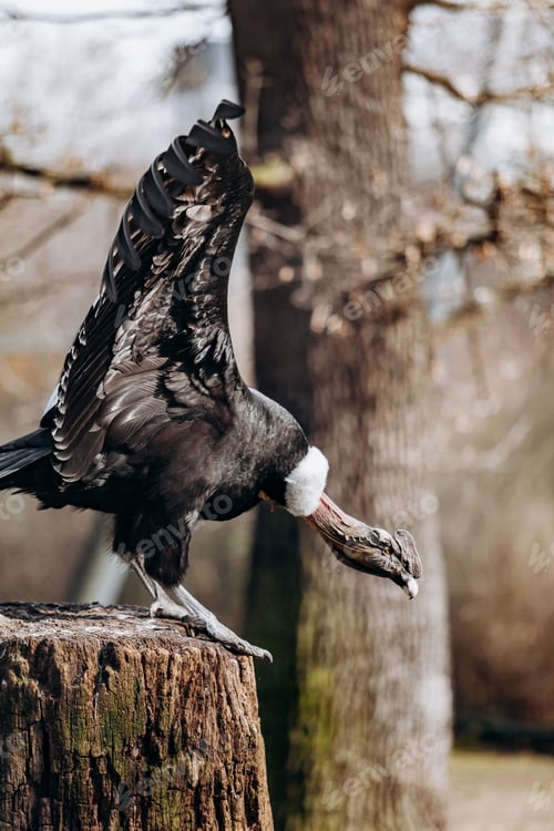 Preview: Andean condor sits on an old log cabin tree