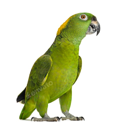 Preview: Yellow-naped parrot looking at the camera (6 years old), isolated on white