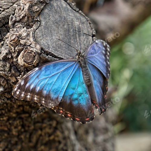 Preview: A close up of a Blue Morpho butterfly sitting on a log with wings spread