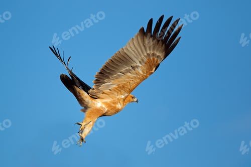Preview: Tawny eagle in flight with open wings