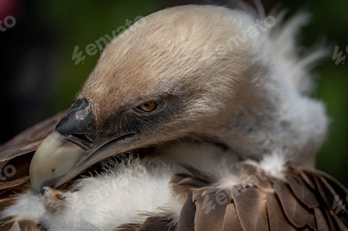 Preview: Close-up of a Vulture with Detailed Feathers