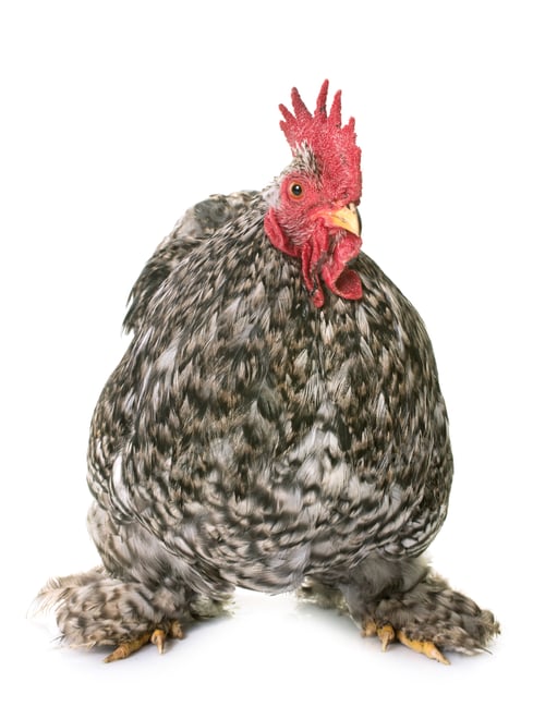 Preview: pekin rooster in studio
