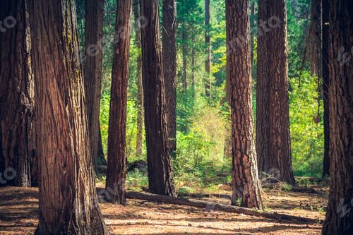 Preview: Trees In The Forest, Yosemite National Park, California