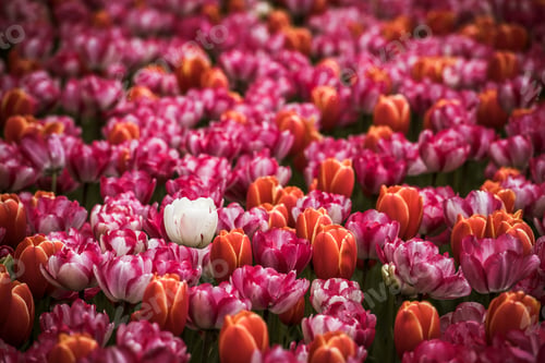 Preview: Multicolored tulips field in the Netherlands