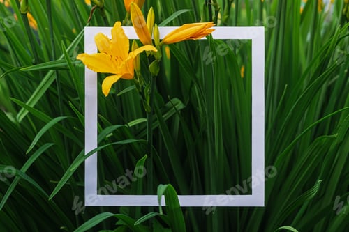 Preview: A white square frame is set among tall vibrant grass and blooming yellow lilies