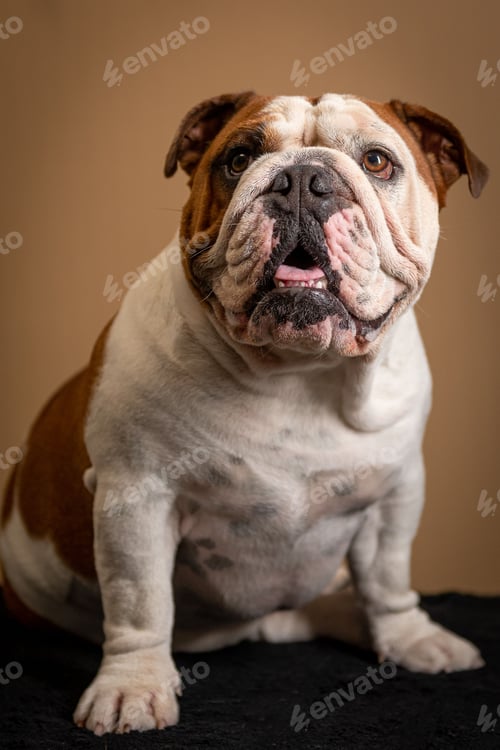 Preview: Adorable American Bulldog against a beige background