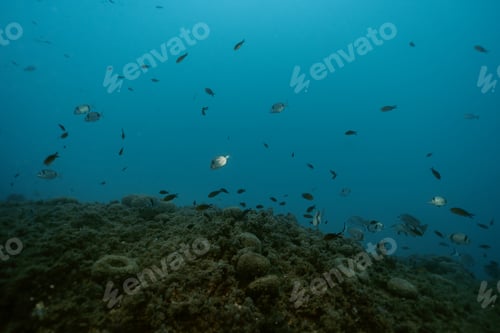 Preview: School of Common Two-Banded Seabream Diplodus vulgaris fish underwater near the coastline