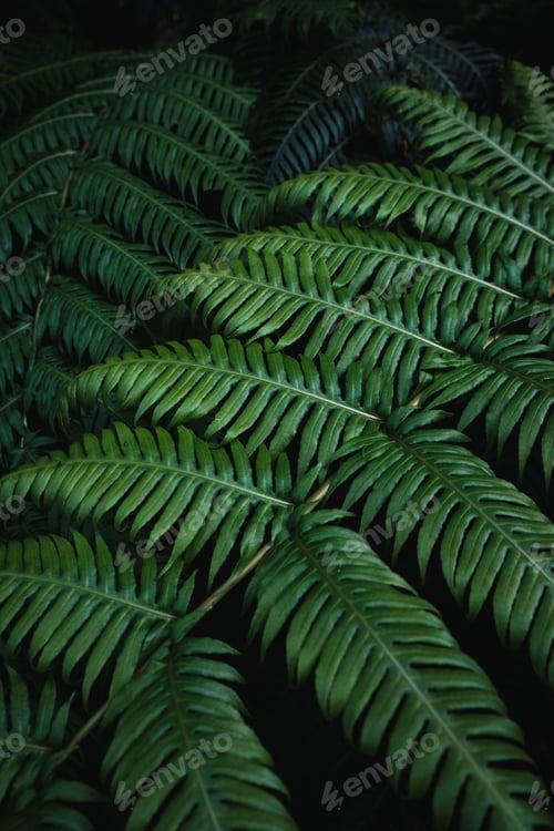 Preview: Vertical high angle closeup shot of ostrich fern leaves