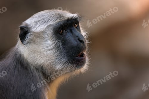 Preview: Close-up of a gray langur monkey with a blurred background in a natural habitat.
