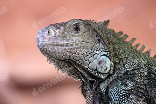 Preview: close up of a green iguana