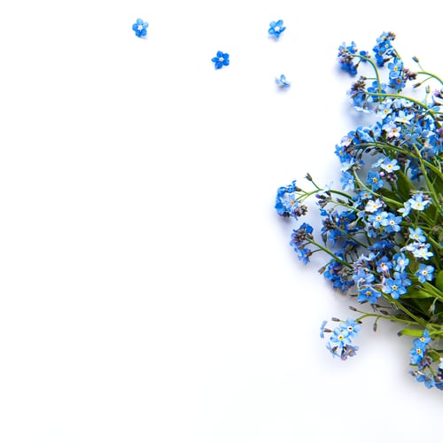 Preview: Forget-me-nots on white background