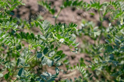 Preview: Chickpeas in garden with leaves. Chickpeas plant growing.