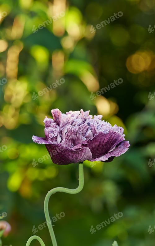 Close up of beautiful purple poppy flower