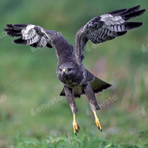 Preview: Common buzzard (Buteo buteo)