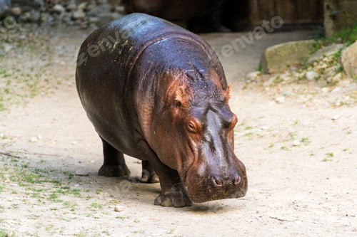 Preview: Full portrait of a common hippo walking on land