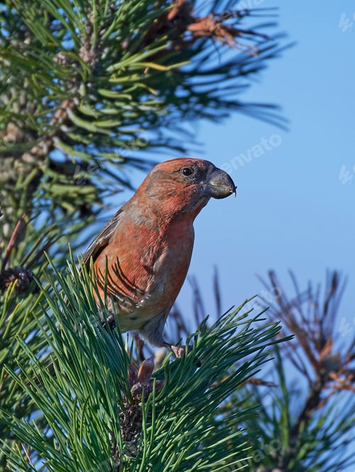 Preview: Parrot crossbill (Loxia pytyopsittacus)