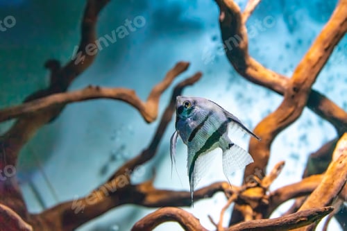 Preview: Tropical Fish Pterophyllum Scalare Altum Swimming In Aquarium Blue Water.