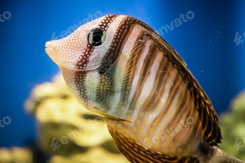 Preview: A beautiful marine coral fish Zebrasoma veliferum swims near a reef.