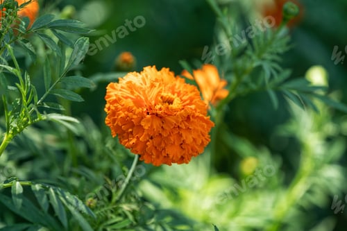 Preview: Marigold in midday light