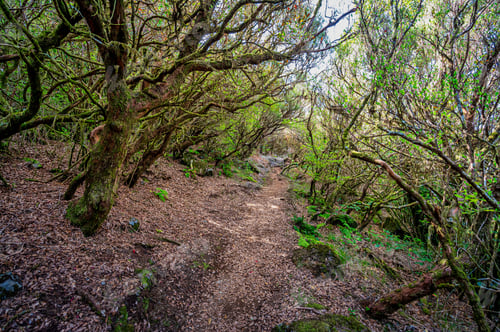 Preview: Scenic nature trail winding through a lush forest, with tall trees in Madeira, Portugal