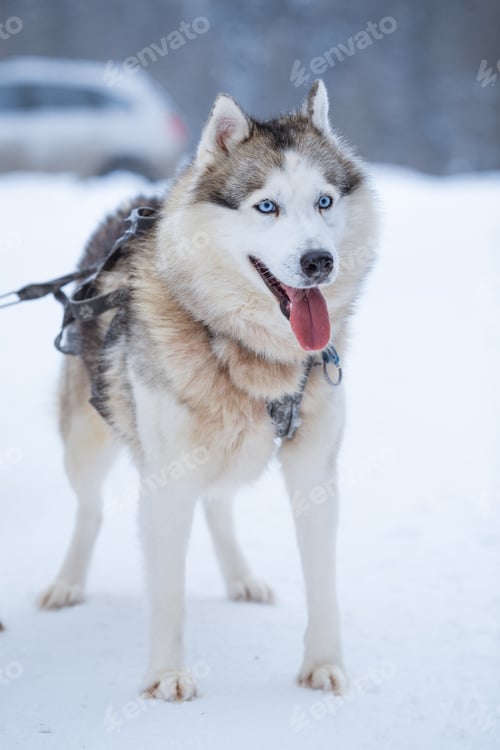 Preview: Portrait of a Siberian husky on a clear winter day on a snow-covered background close-up.