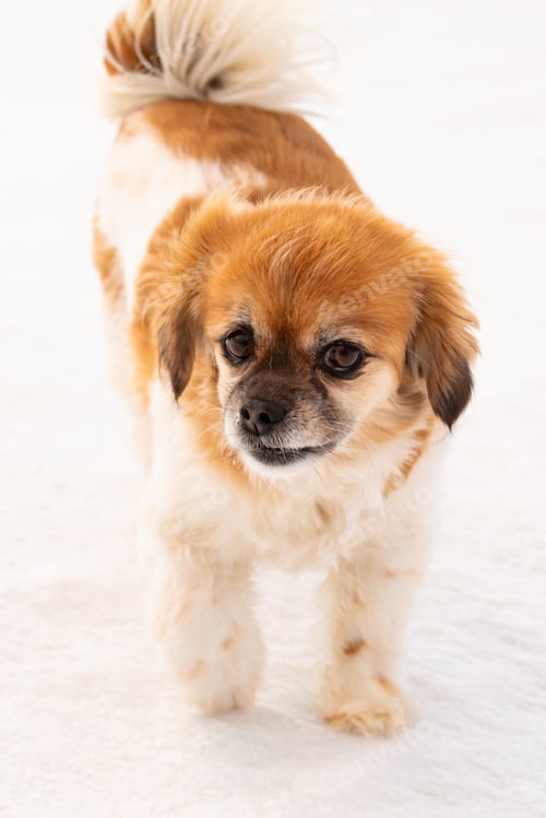 Preview: Happy Cavalier King Charles Spaniel Dog Up Close