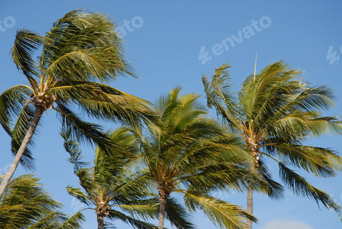 Preview: Palm Party. Coconut palms in Radical Bay, Magnetic Island,, Queensland, Australia
