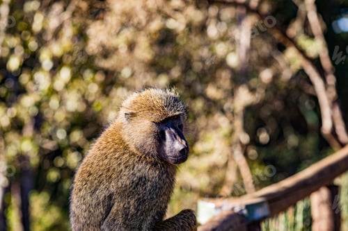 Preview: Monkeys Primate Wild Wildlife Animals Nairobi National Park Kenya Landscapes