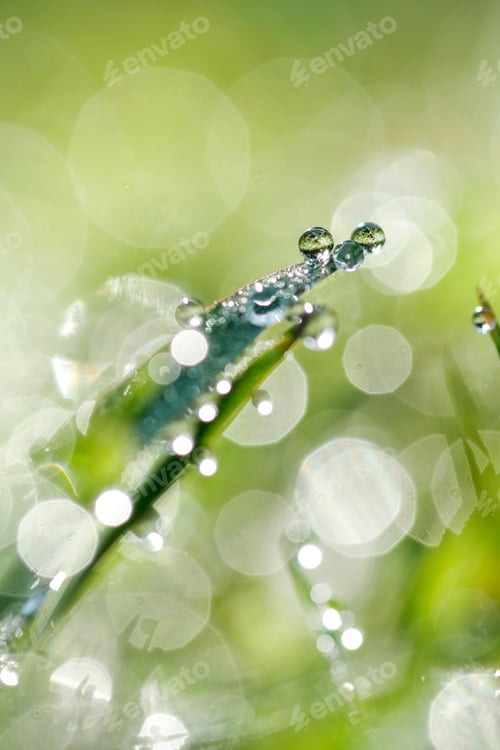 Preview: dew