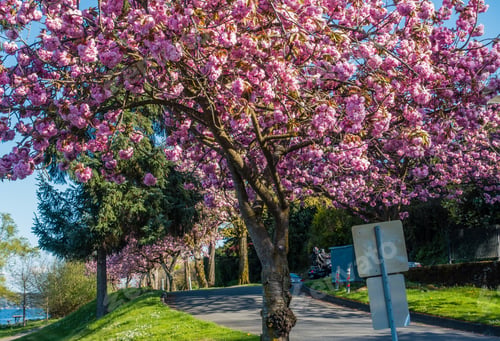 Preview: Cherry Trees In Full Bloom Line The Shore Of Lake Washington In Seattle.
