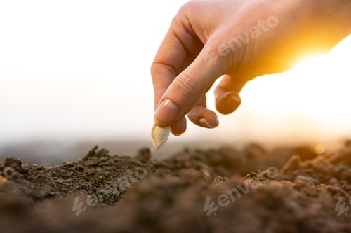 Preview: Hand placing a seed in soil at sunrise, representing planting, farming, and sustainability.