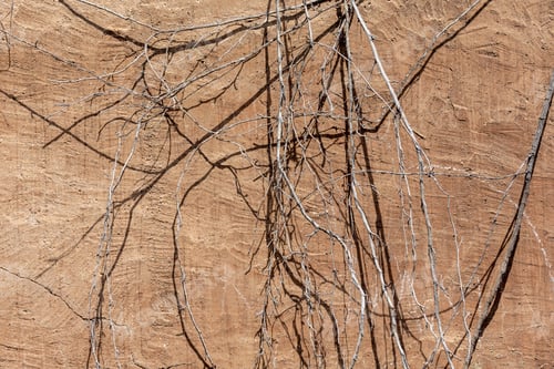 Preview: Exterior wall of the old grungy building with dried tree branches, closeup