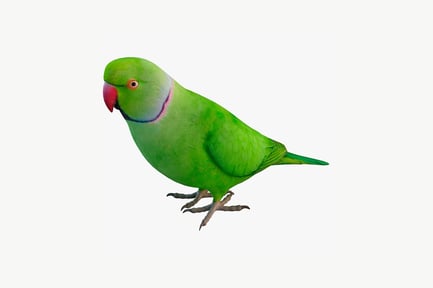 Предпросмотр: Зеленый попугай с синим воротником и красным клювом