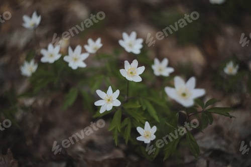 Preview: Beautiful spring background with white anemones flowers in spring woods. Springtime